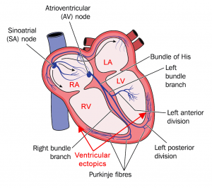 The normal heart beat