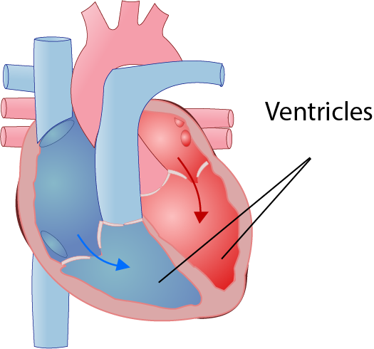 TDP Ventricles Illustration